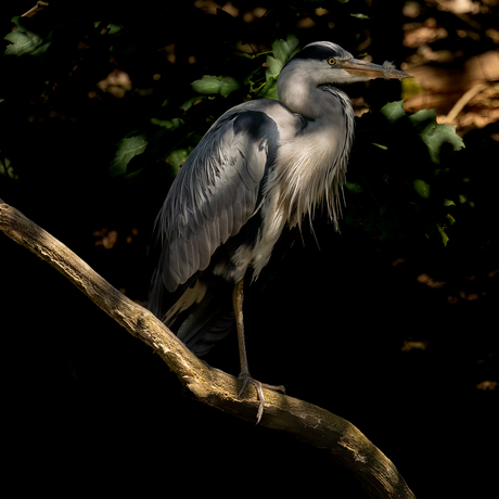 Reiger rustend na fatsoeneren van zijn veren