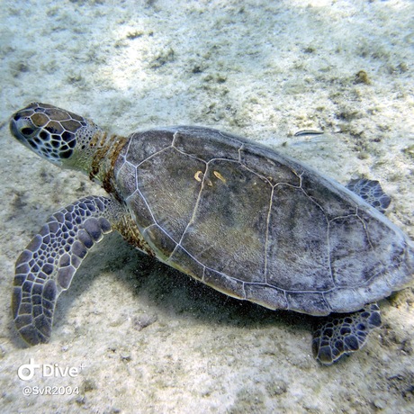 🇧🇶 Bonaire 🇧🇶 2021