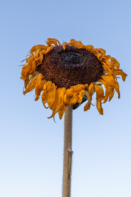 Zonnebloem in de regen