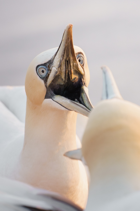 Ik heb m'n mond al leeg kijk!