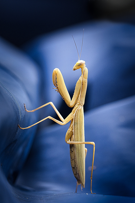 Mantis religiosa