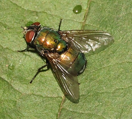 Groene vleesvlieg!