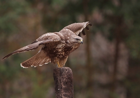 Buizerd