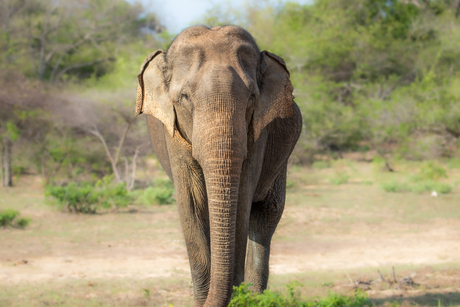 Elephant in Wilpattu National park