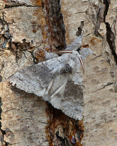 Vlinder meriansborstel.