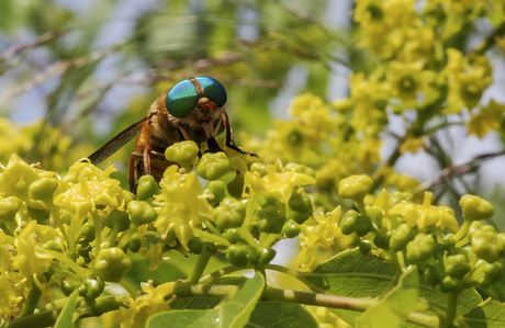 Philipokyia aprica