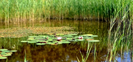 Drijvende waterlelies