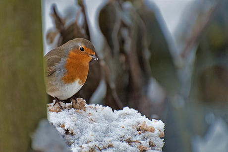 Roodborstje in de sneeuw