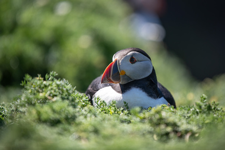 Puffin