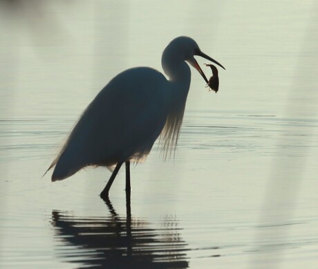 Zilverreiger in tegenlicht