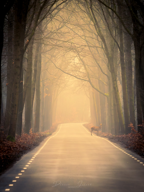 Reetje in het ochtendlicht