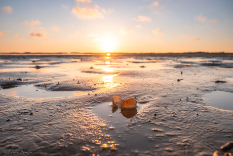 Schelpje bij zonsondergang