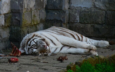 Siberische tijger