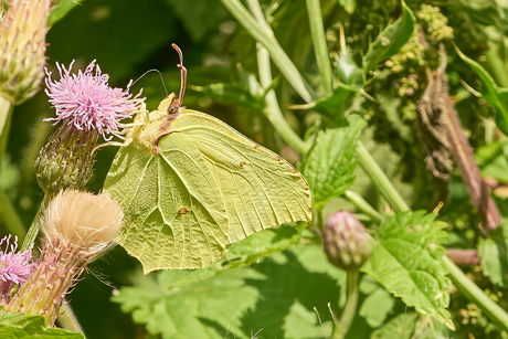 Citroentje aan tafel