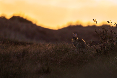 konijn tijdens opkomende zon