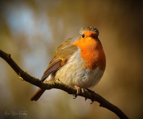 Roodborstje in de voortuin