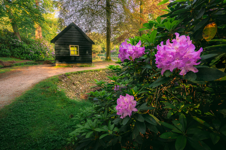 Bloeiende rododendrons 