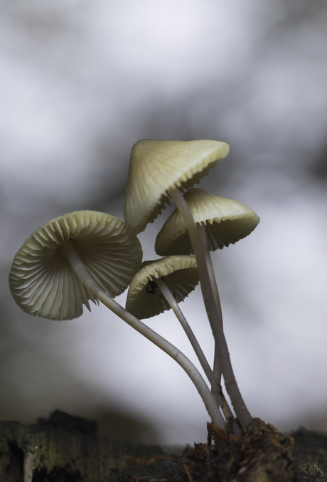 Het was weer paddenstoelenweer