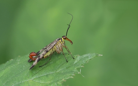 Schorpioenvlieg sp.