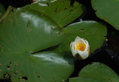 waterlelie in de knop als een gekookt eitje