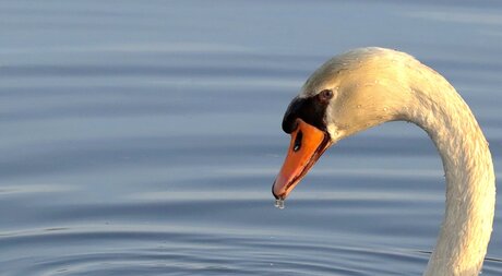 Cygne dans la lumière du matin.