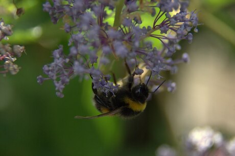 hommel.jpg