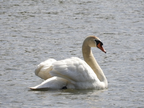 Poseren als een zwaan