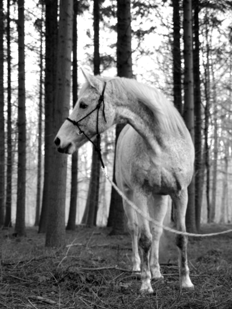 Paard in het bos