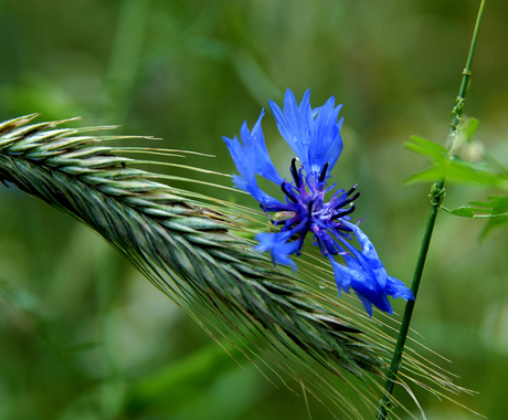 Korenbloem