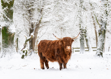 Schotse hooglander in de sneeuw