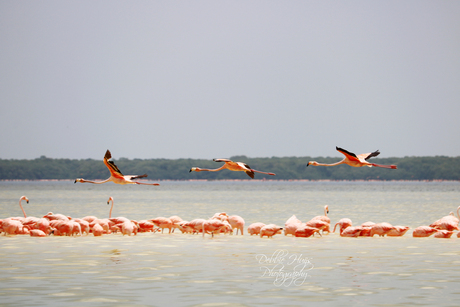 Flamingo's in formatie