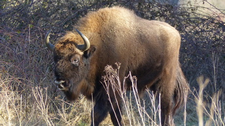 Wisent