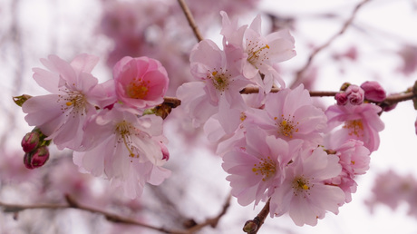 Cherry Blossom (Sakura)