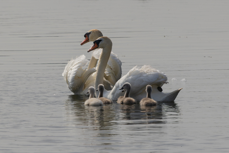 Familie Knobbelzwaan