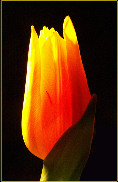 Tulpen