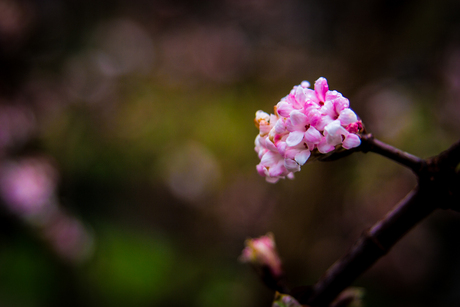 Bloemen in de herfst 2