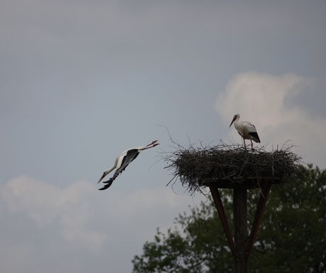 De duik voor voedsel