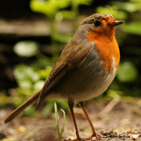 Roodborst