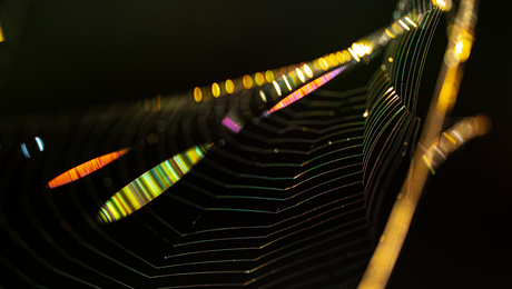 Spelen met licht in het spinnenweb
