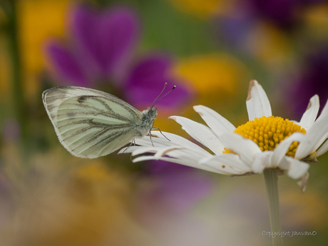 Fijne Kleurvolle Kerstdagen voor alle Zoomers