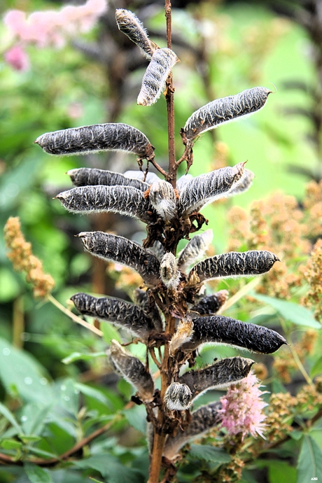 De peultjes van de plant zijn bijna rijp