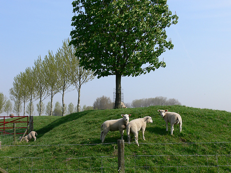 Schaapjes op het droge