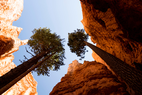 Hoge bomen in Bryce Canyon
