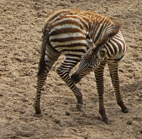 Jeuk is erger dan pijn