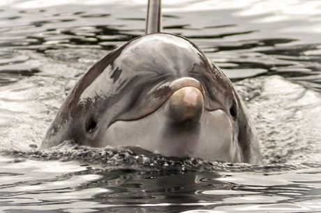 Dolfijn