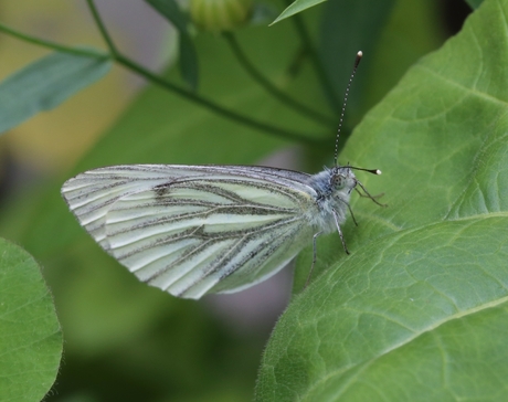 Geaderd Witje