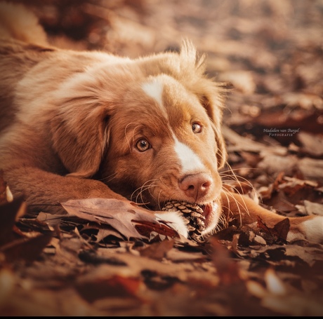 Herfst puppy 🍁