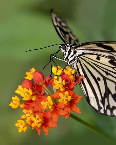 Idea leuconoe houdt zich vast