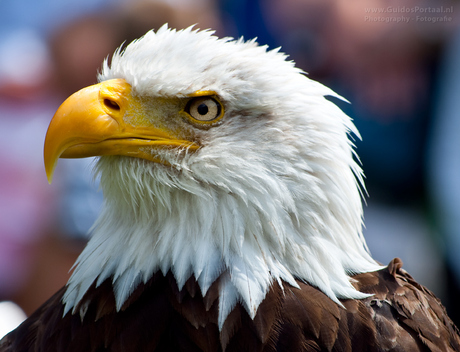 Close-up van wit kop zeearend Harly