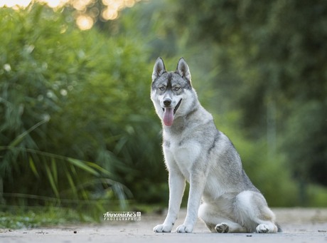 Winter the husky lady